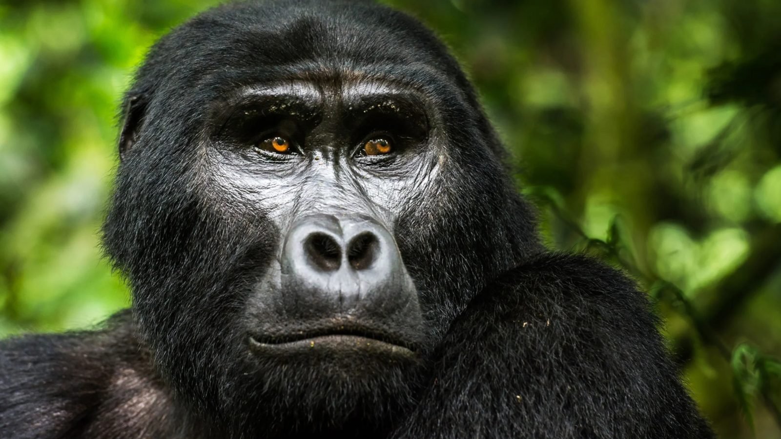 Mountain gorilla in Bwindi Impenetrable Forest