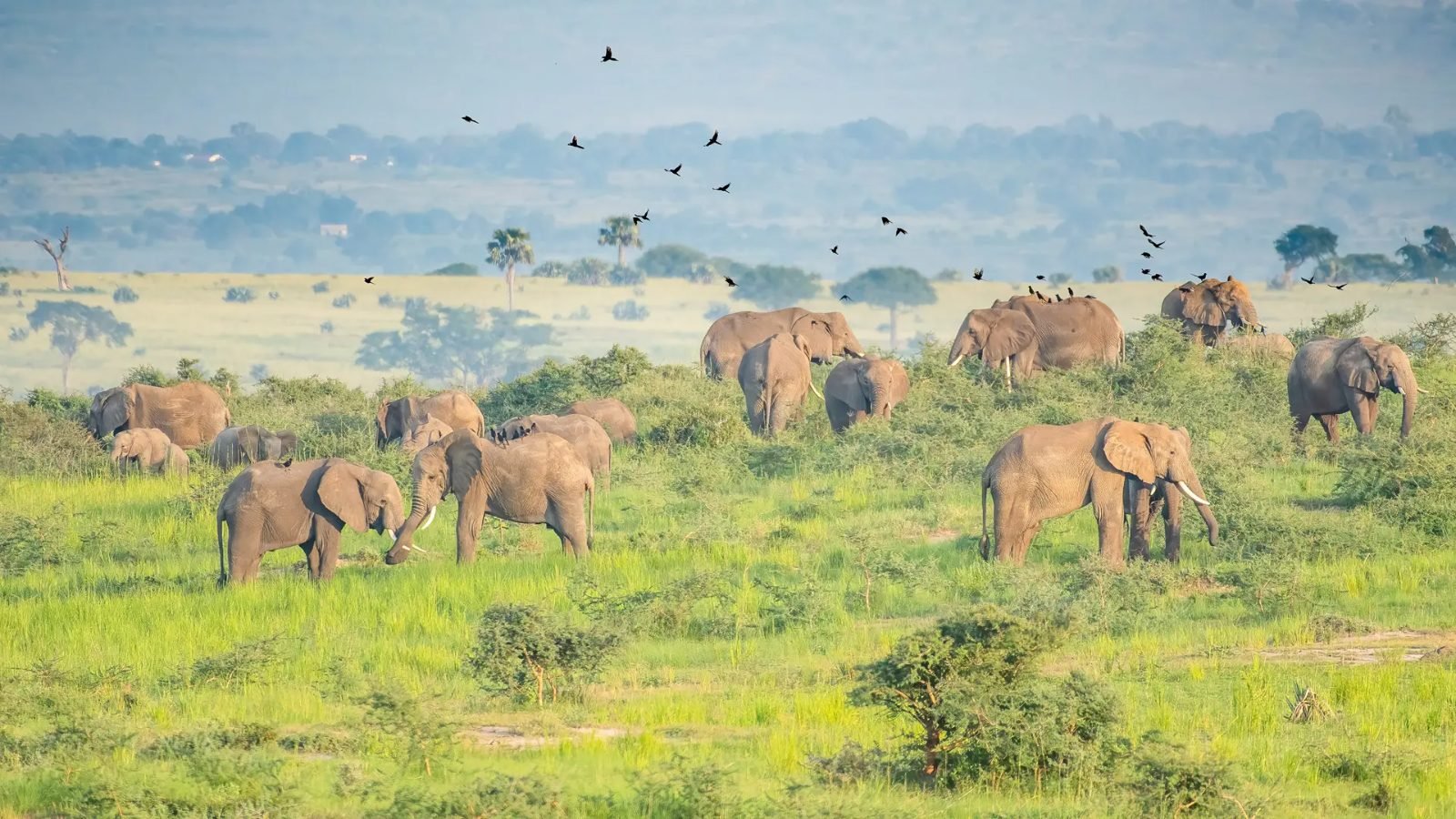 Elephant herd on the Nile delta, Murchison Falls
