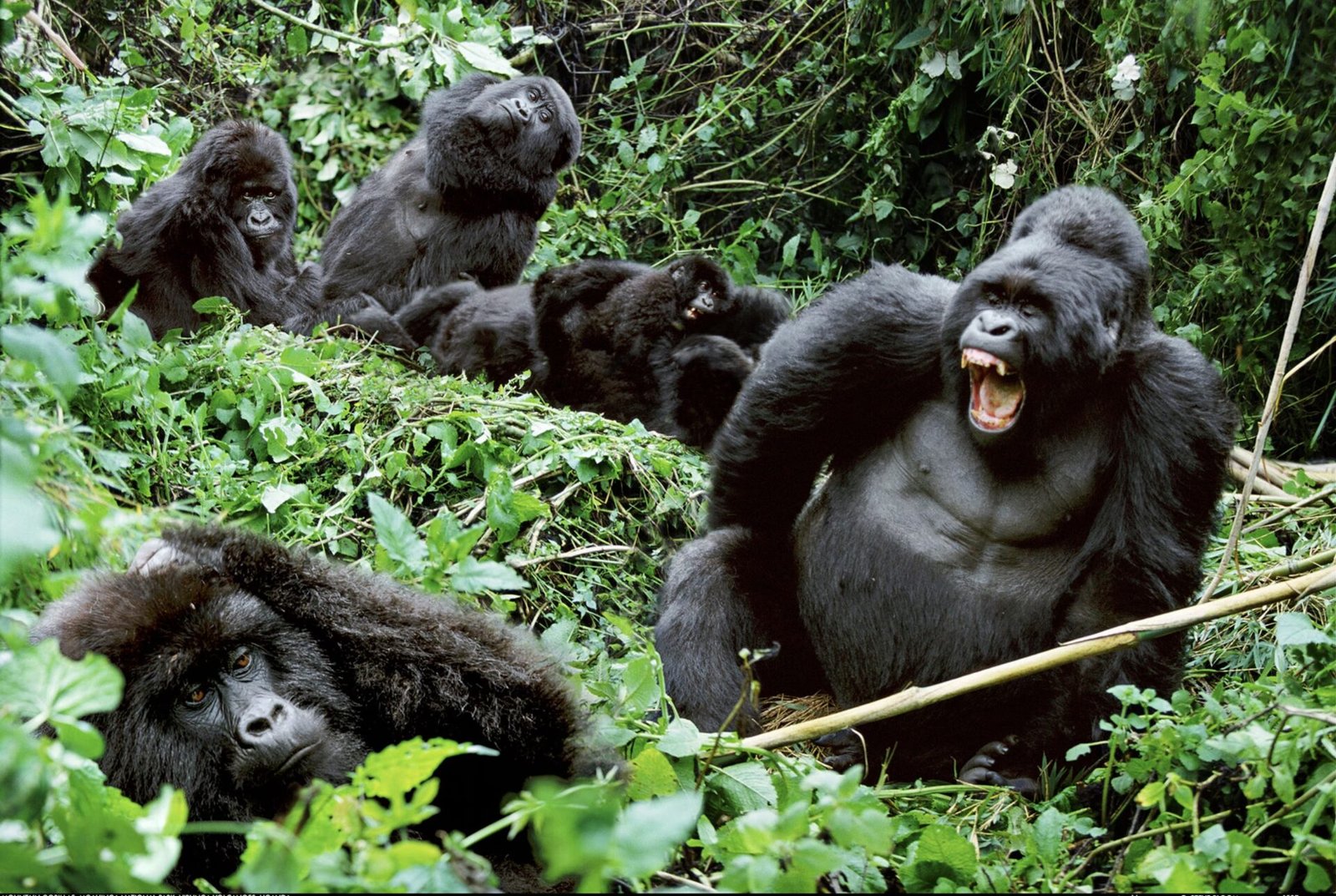 Mountain gorilla family in the forest