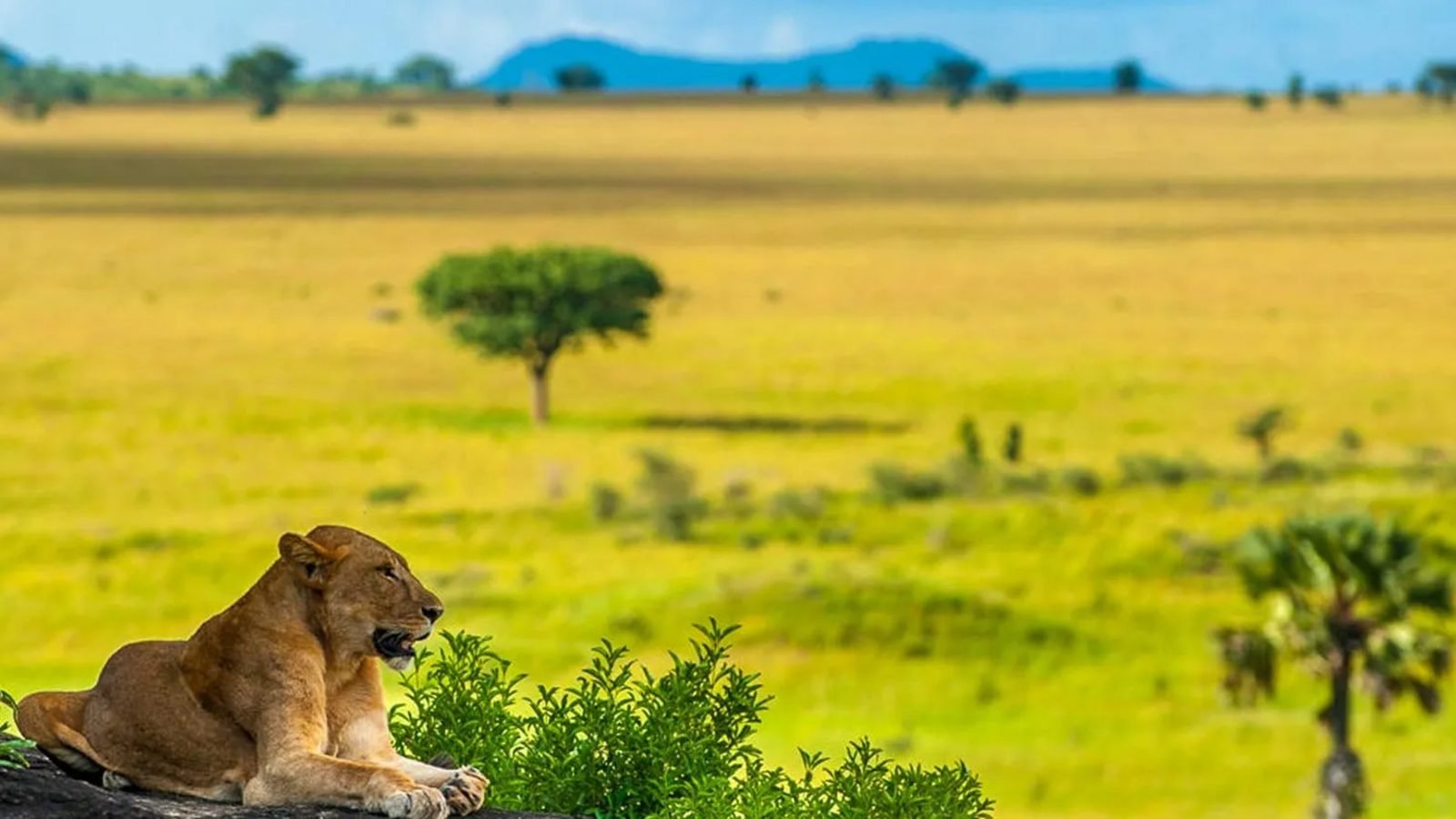 Lioness resting above the Kidepo plains