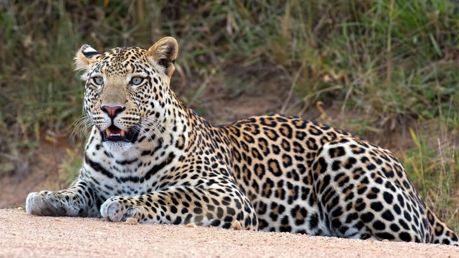 Leopard at golden hour