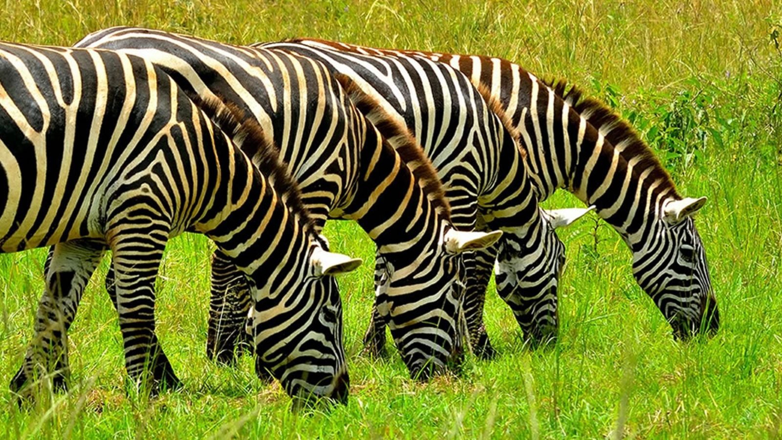 Zebras grazing in Lake Mburo National Park