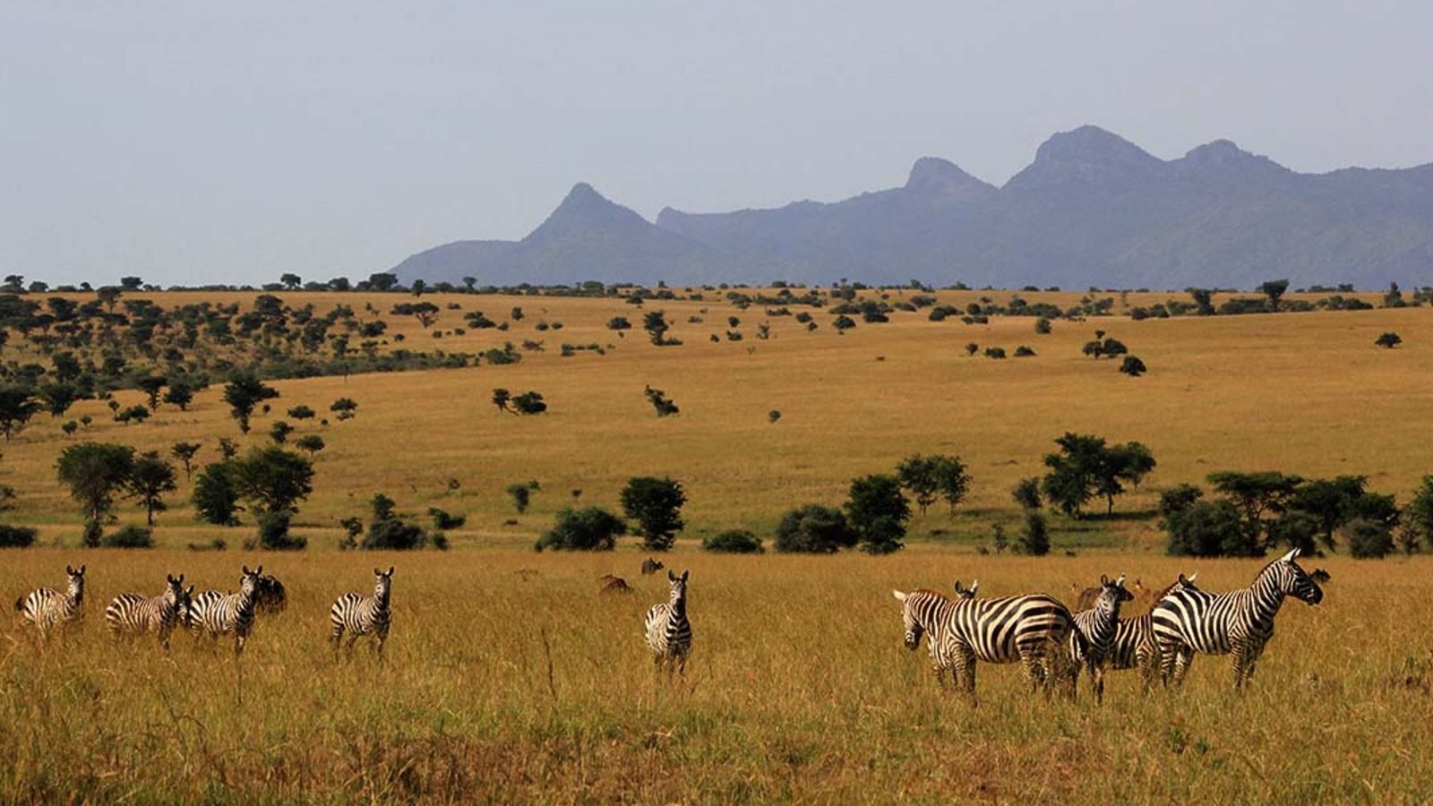 Zebras on open savanna beneath the Kidepo mountains