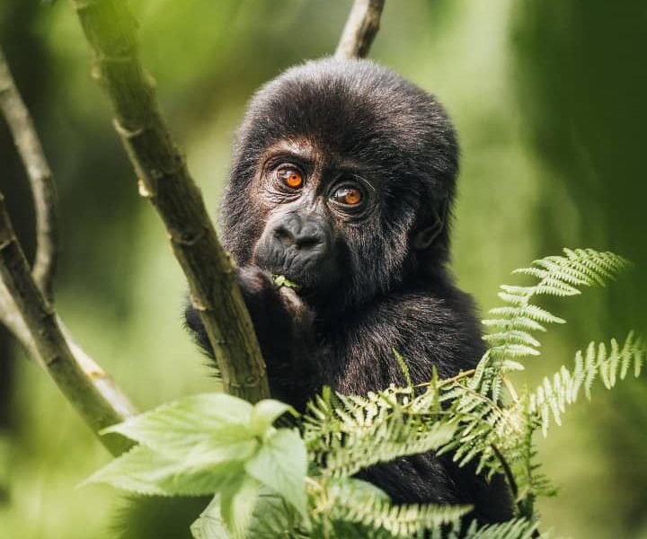Baby mountain gorilla among ferns