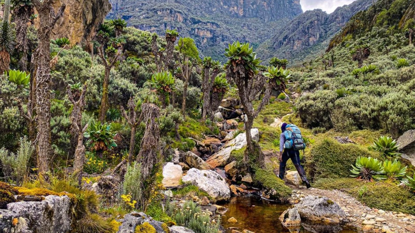 Rwenzori Mountains foothills