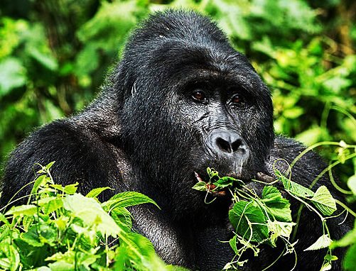 Gorilla