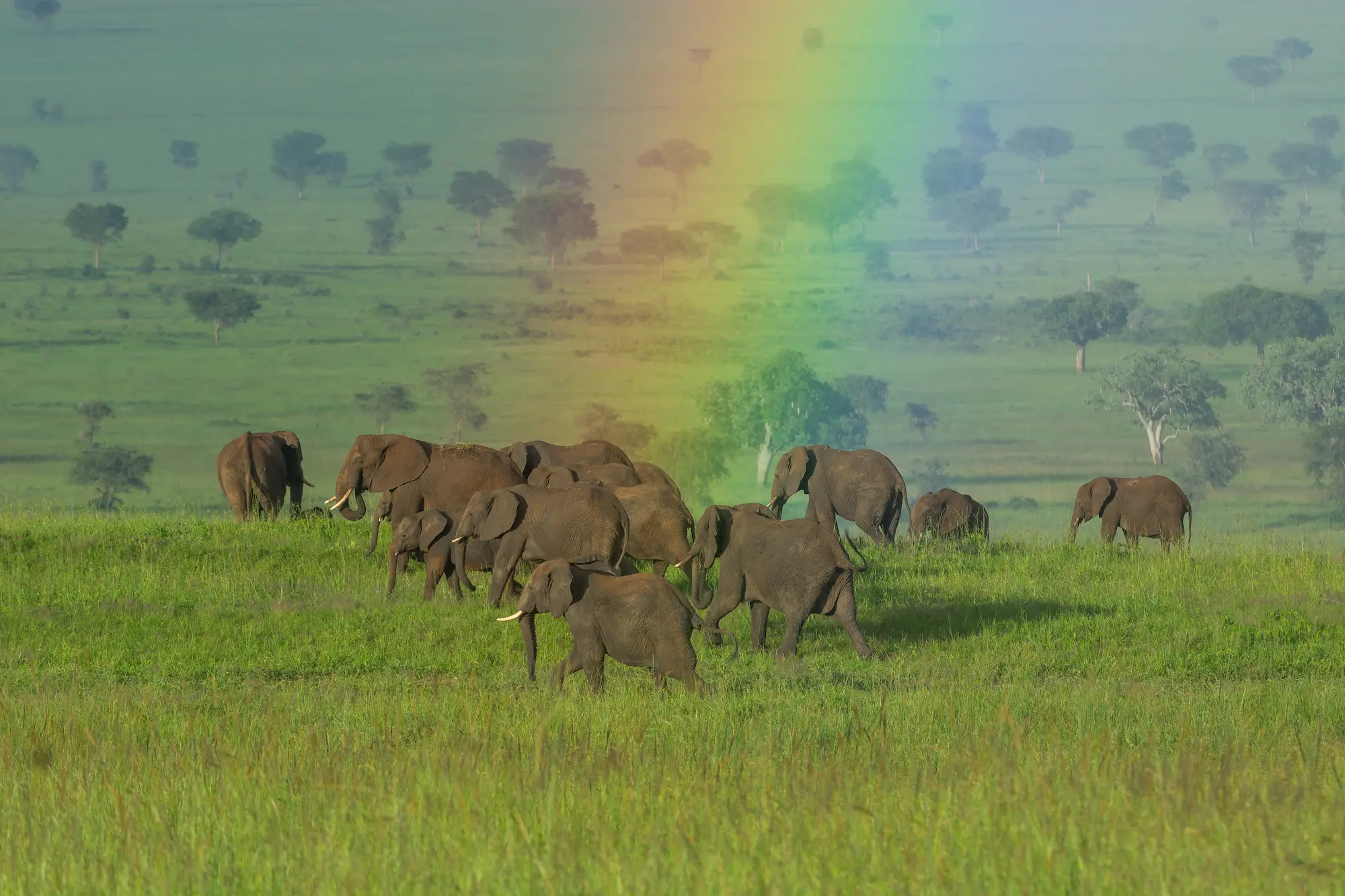 Elephants