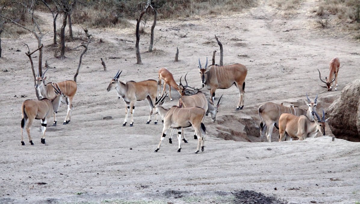 Antelope