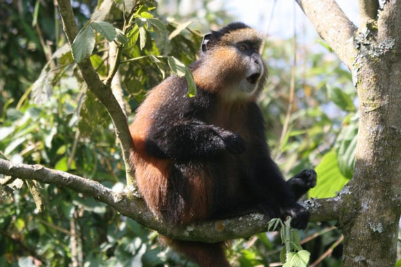 3 Day Gorilla Safari & Golden Monkey Tracking Rwanda