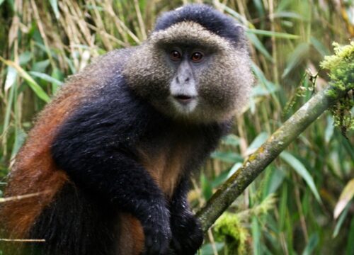 4 days and 3 nights Remarkable Rwanda Tour