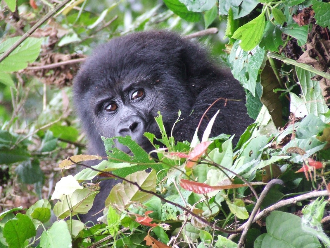 6 DAYS UGANDA – RWANDA GORILLA SAFARI - LUXURY