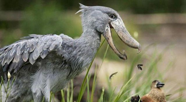 C:\Users\ONEROOF\AppData\Local\Microsoft\Windows\Temporary Internet Files\Content.Outlook\RY65QNFE\Shoebill Stock.jpg