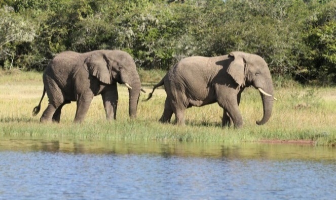 C:\Users\ONEROOF\AppData\Local\Microsoft\Windows\Temporary Internet Files\Content.Word\Elephants, along Lake Ihema, Akagera.jpg