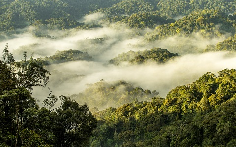 C:\Users\ONEROOF\Documents\NYUNGWE FOREST-480x300.jpg