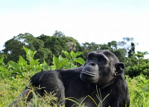 Entebbe Ngamba Island tour