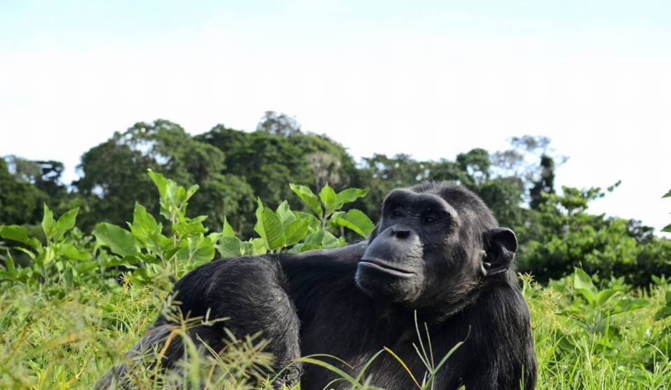 Entebbe Ngamba Island tour