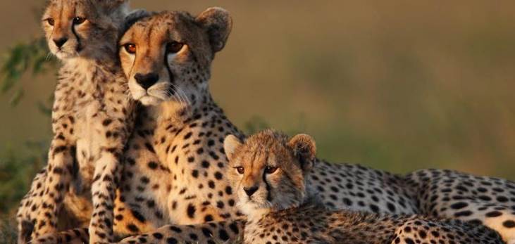 cheetah cub