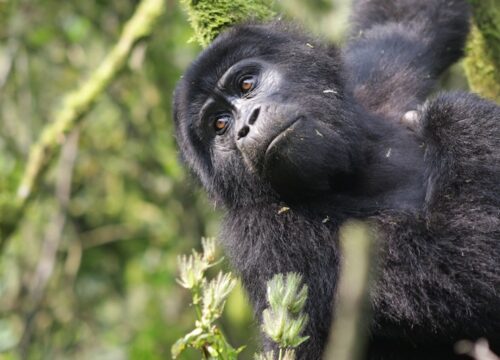 4 Days Gorilla Safari  -flyin Transfer