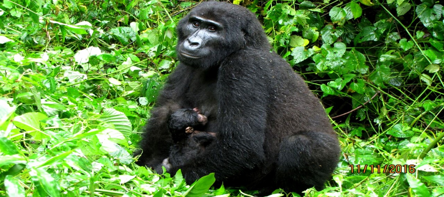 D:\Gilbert\ALL PICTURES\Pictures- high resolution\Baby gorilla born 2016-11-11 at Bwindi National Park02.jpeg