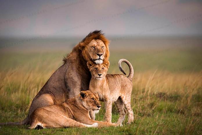 Description: Description: http://www.imagesafaris.com/wp-content/uploads/2013/03/Lions_Masai_Mara_Photographic_tour_47281.jpg