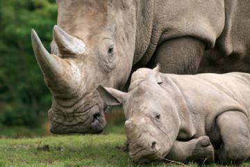 Description: http://perfscience.com/sites/default/files/styles/articleimage/public/field/image/White-Rhino-Dies.jpg?itok=ZlH1Gg-U