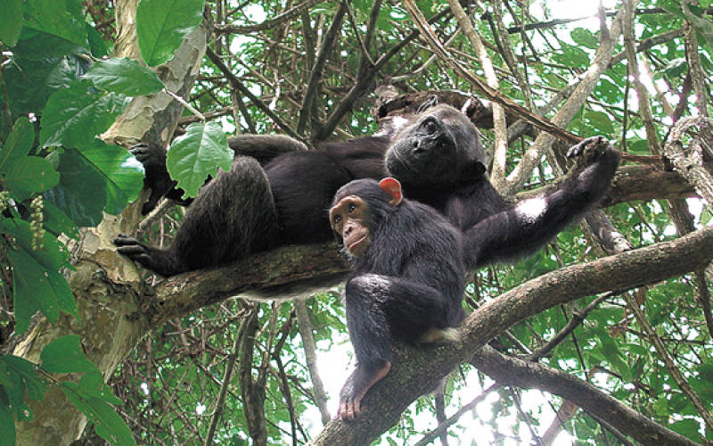 http://images.kuoni.co.uk/73/chimps-of-the-nyungwe-forest-35530164-1459948956-ImageGalleryLightbox.jpg