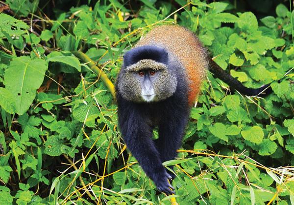 http://www.bunniktours.com.au/var/plain_site/storage/images/media/images/tours/africa/golden-monkey-in-rwanda/147568-1-eng-AU/Golden-monkey-in-Rwanda_reference.jpg