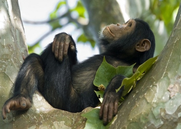 http://www.primeugandasafaris.com/wp-content/uploads/nyungwe_forest_chimp-rwanda.jpg