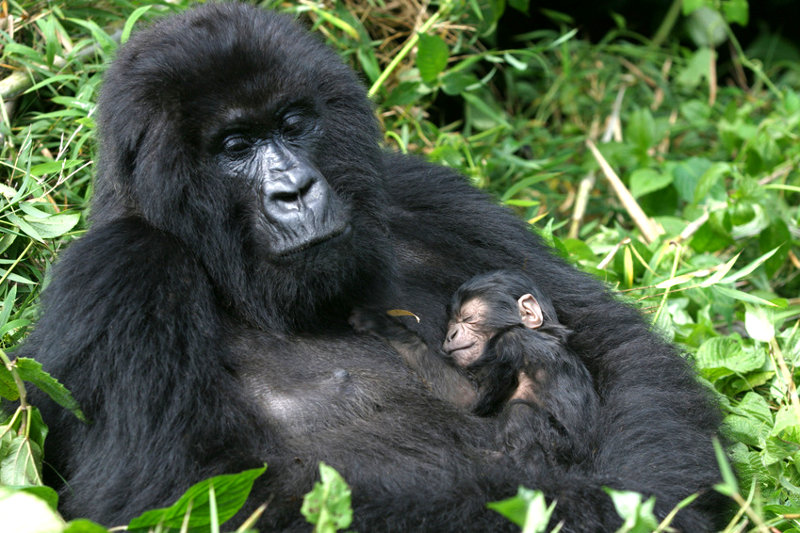 http://www.safari-in-uganda.com/images/10_berggorillababy_800.jpg