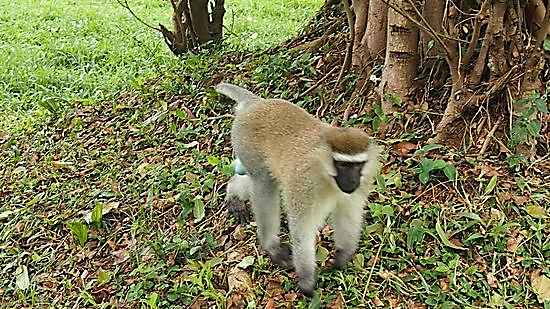 Image result for entebbe botanical gardens