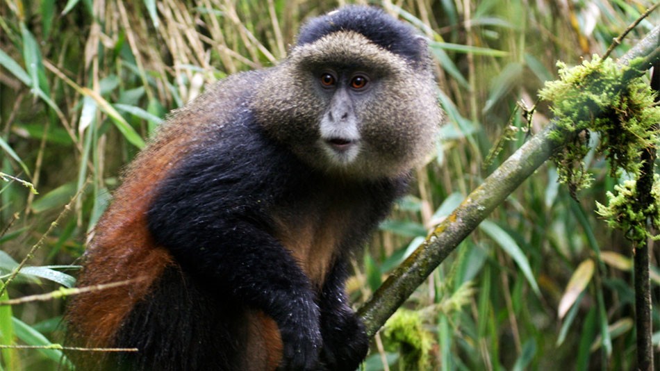Image result for gorilla and Golden monkey tracking rwanda safari