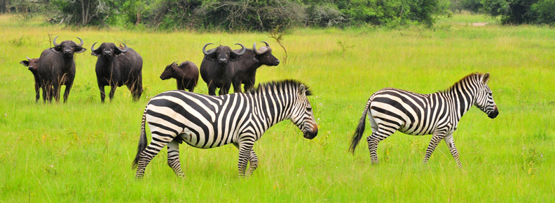 Image result for lake mburo - eland