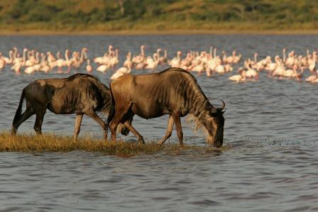 Lake Manyara 2