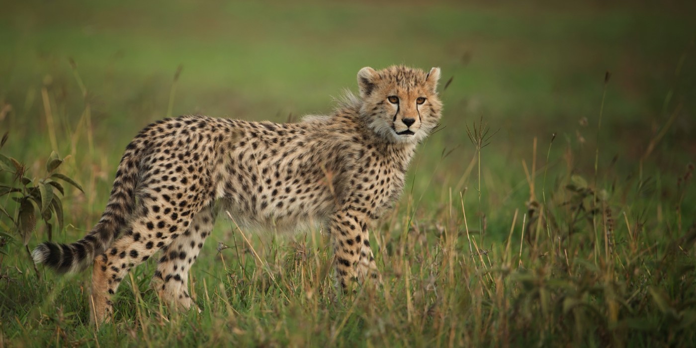 Serengeti Cheetah