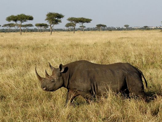 Serengeti Under Canvas 4