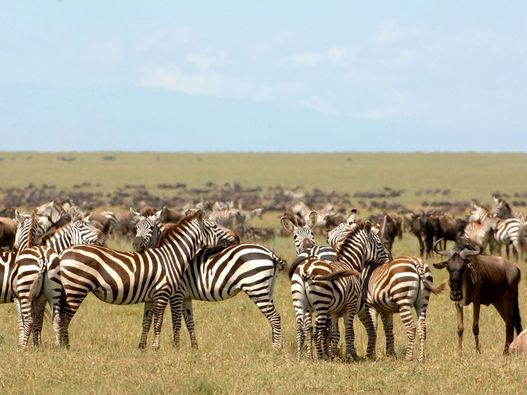 Serengeti Under Canvas 5