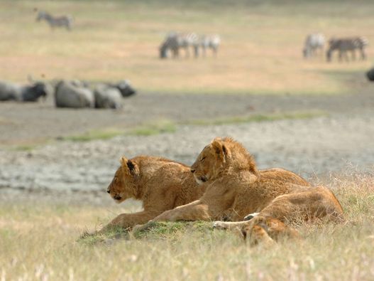 Serengeti Under Canvas 7