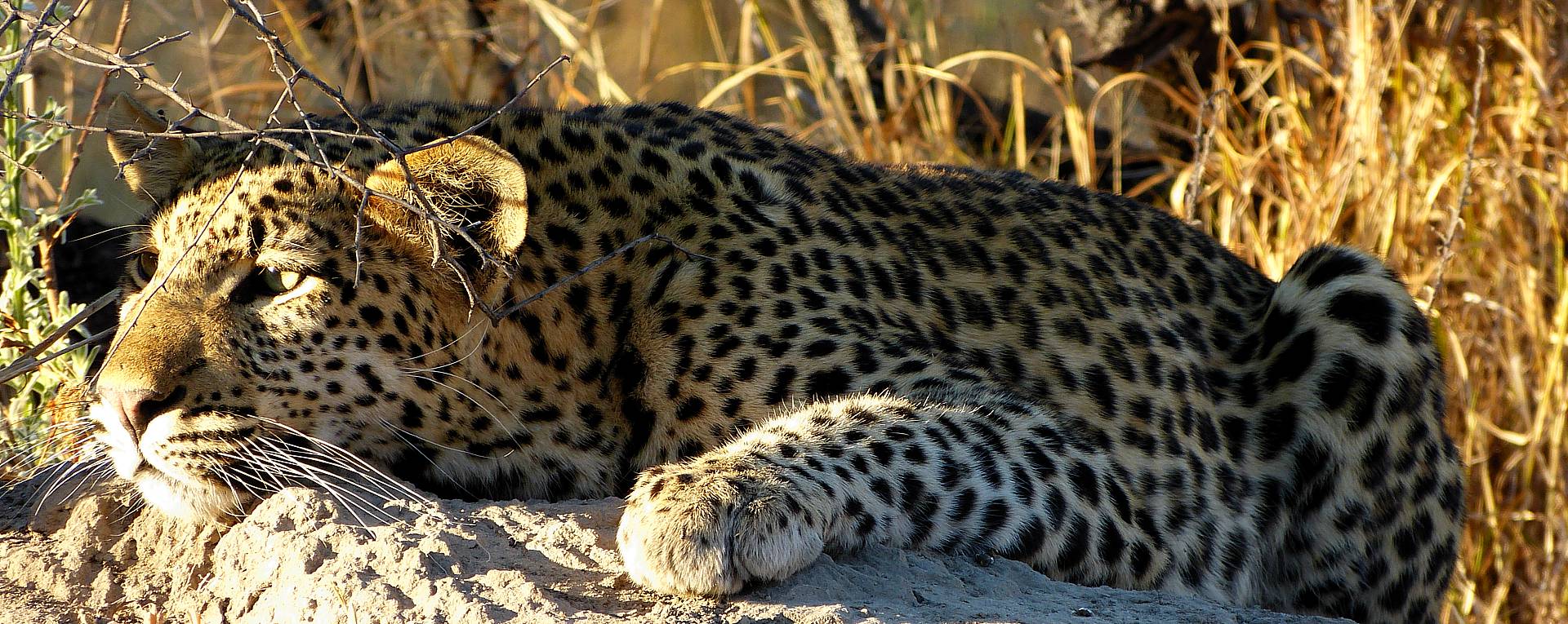 Tarangire Cheetah