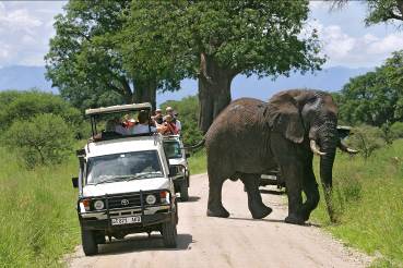 tarangire-safari