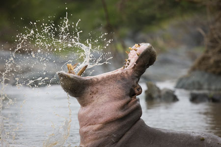 White_Rhino_in_Lake_Nakuru_3