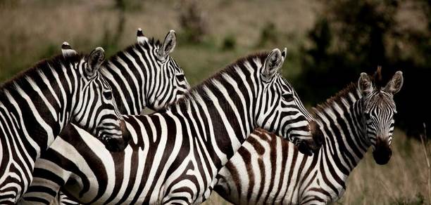 zebra